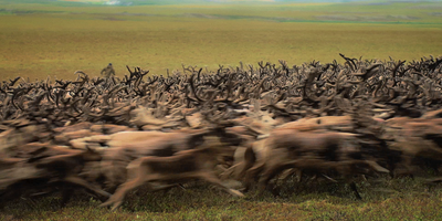 Береговые чукчи. Северная сказка