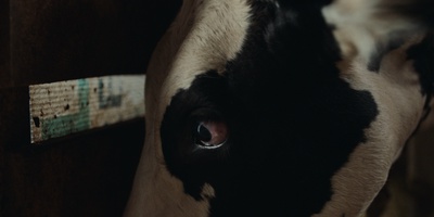 The Calf