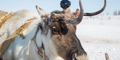 Horeku. The Stories of Tuhard Tundra