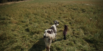 The Calf