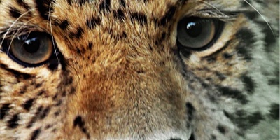 Лео80. История одного леопарда