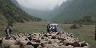 Старый орёл