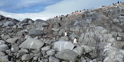 My Antarctica