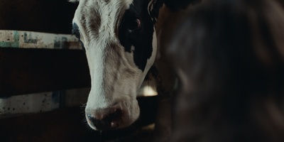 The Calf