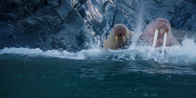 Береговые чукчи. Северная сказка